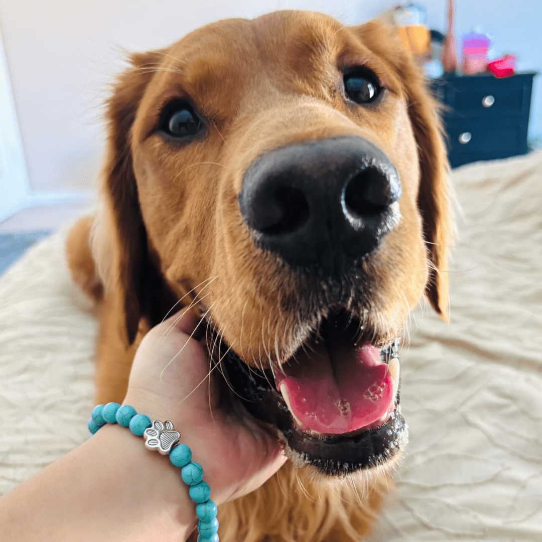 I Love ALL Dogs Bracelet