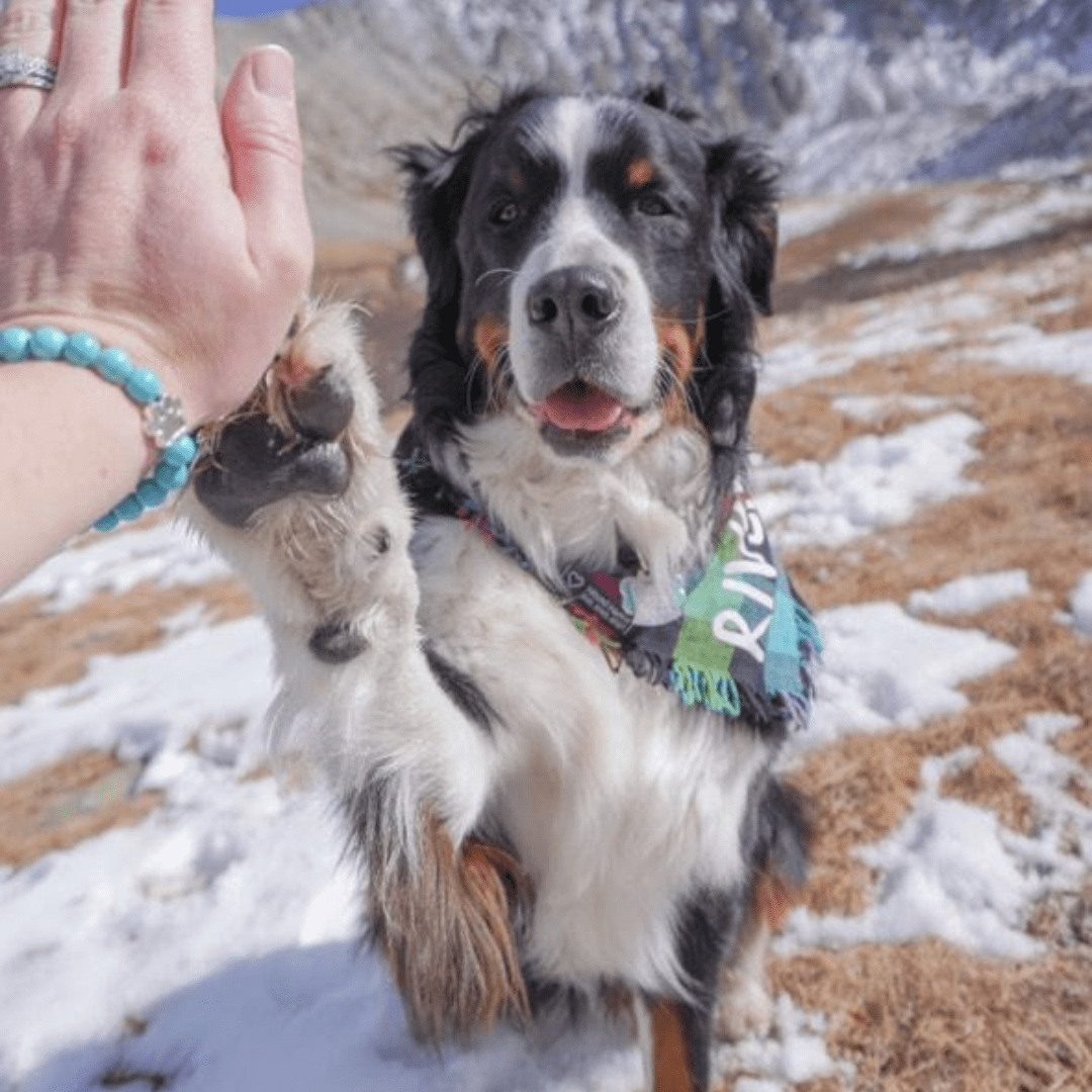 I Love ALL Dogs Bracelet