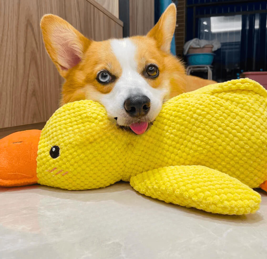 Toy